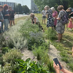 Projektleiterin DI Dr. Michaela Köpl erklärt bei einer Führung zum Projekt „Linz blüht auf – ganz ohne Gießen“, wie die schwedische Pflanzmethode und unterschiedliche Wurzelsysteme zu einer klimaresilienten Stadtbegrünung beitragen